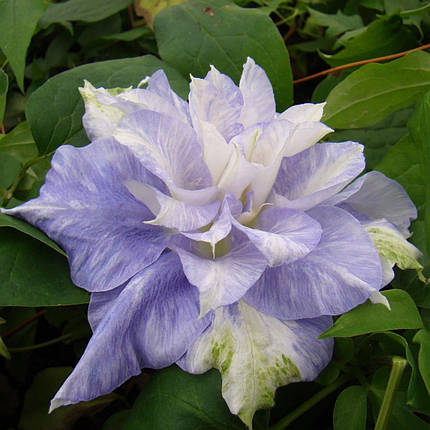 Клематис Мазурі / С2 / Clematis Mazury, фото 1