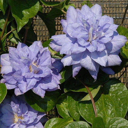 Клематис Мазурі / С2 / Clematis Mazury, фото 2