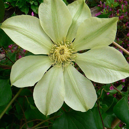 Клематис Мунлайт / С2 / Clematis Moonlight (Yellow Queen), фото 1