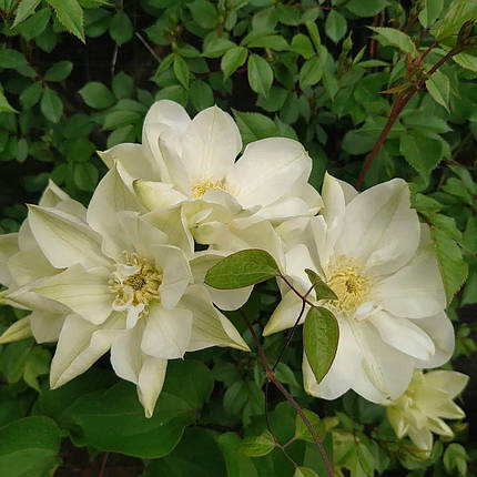 Клематис Мунлайт / С2 / Clematis Moonlight (Yellow Queen), фото 2