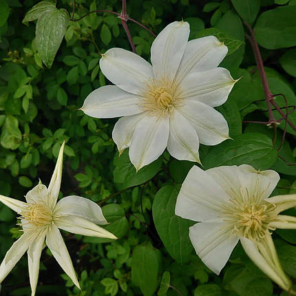 Клематис Мунлайт / С2 / Clematis Moonlight (Yellow Queen), фото 3