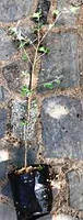 Тополя срібляста. Д12.
