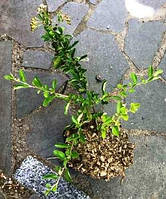 Піраканта Голден чармер. Д12.