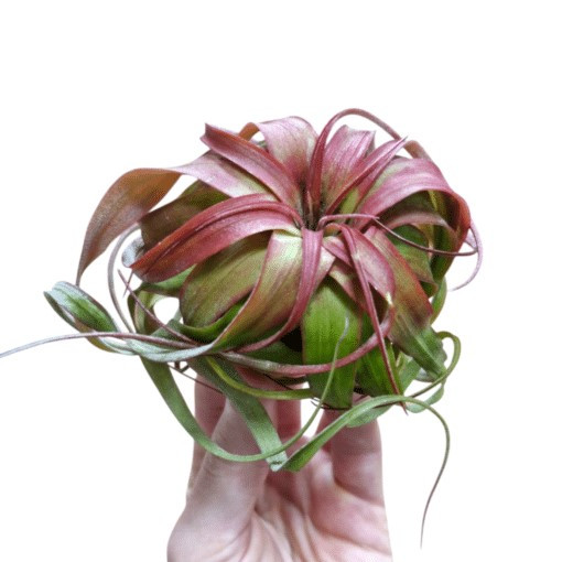 Тіландсія атмосферна Ерік Кноблох (Tillandsia Eric Knobloch)