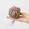Тіландсія атмосферна Ерік Кноблох (Tillandsia Eric Knobloch), фото 2