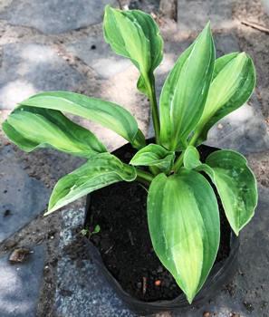 Хоста Пол Кет. (Pole Cat). Д12., фото 1