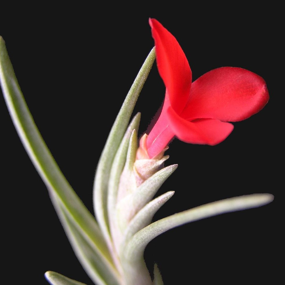 Тіландсія атмосферна Албертіана (Tillandsia Albertiana)