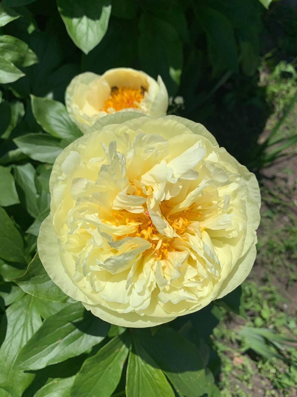 Півонія «Lemon Chiffon» корінь 3-5 вічок, фото 1