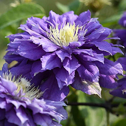Клематис Кірі Те Канава / С2 / Clematis Kiri Te Kanawa, фото 1