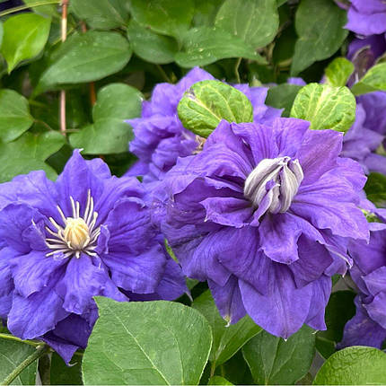 Клематис Кірі Те Канава / С2 / Clematis Kiri Te Kanawa, фото 2