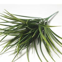 Куст  зелени  осоки 30 см