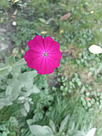 Ліхніс корончастий