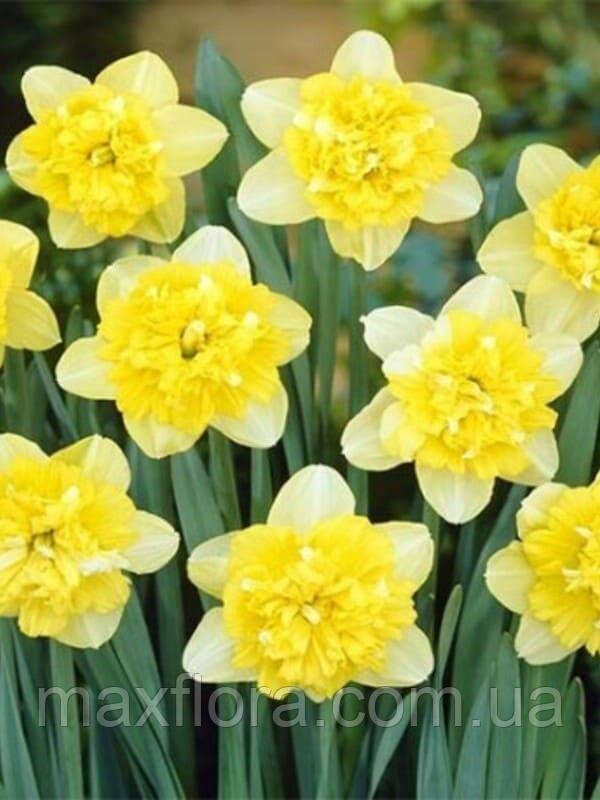 Нарцис Full House 14/16, фото 1
