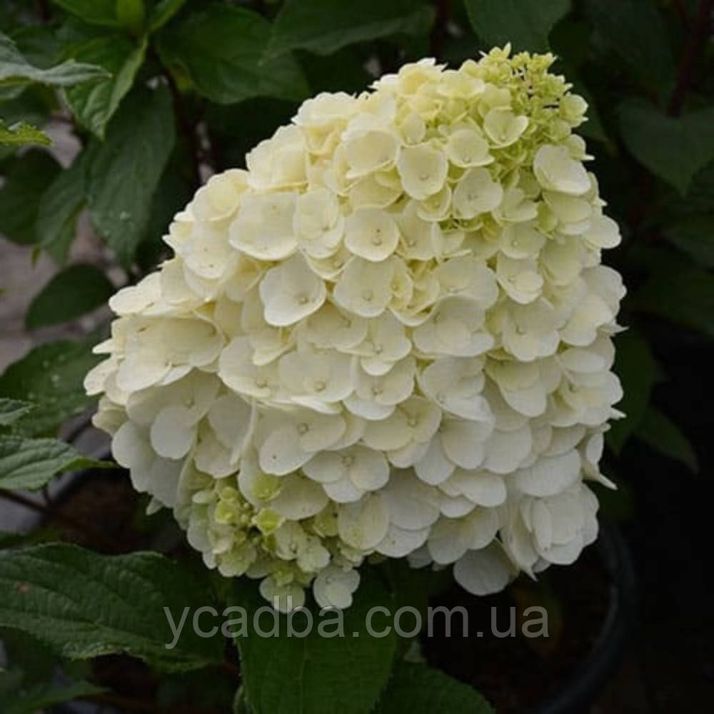 Гортензія волотиста Меджикал Монт Блан (горщик 0,5л), фото 1