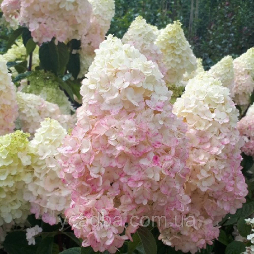 Гортензія волотиста Сильвер Доллар (горщик 3л), фото 1