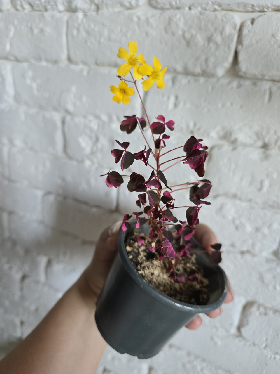 Кислица, оксалис 5шт, фото 1