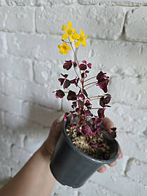 Кислица, оксалис 5шт