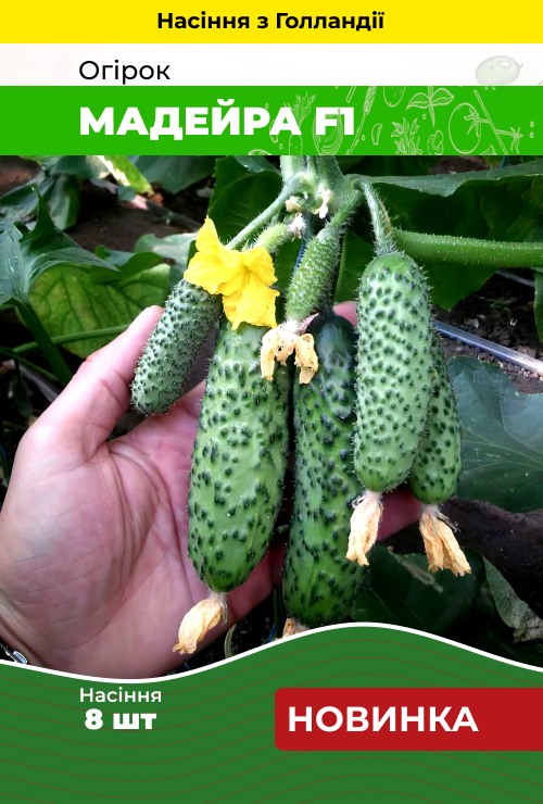 Насіння Огірок Мадейра F1 8 шт (Голландія) зіп-пакет