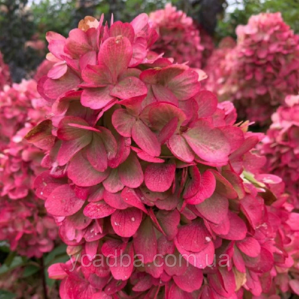 Гортензія волотиста Колорфул Коктейль (горщик 0,5л), фото 1