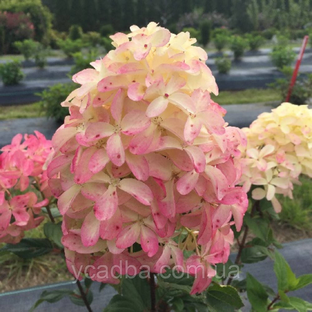 Гортензія волотиста Квик Файер Фаб (горщик 0,5л), фото 1