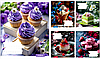Зошити 24 аркуша, клітинка, 1Вересня "Bright Food" 768130, фото 6