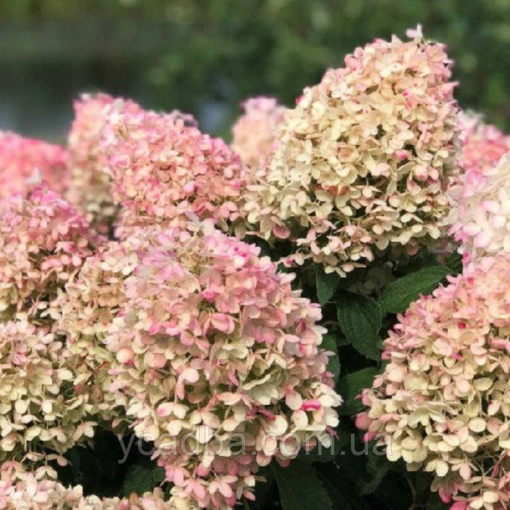 Гортензія волотиста Пінкачу (горщик 3л), фото 1