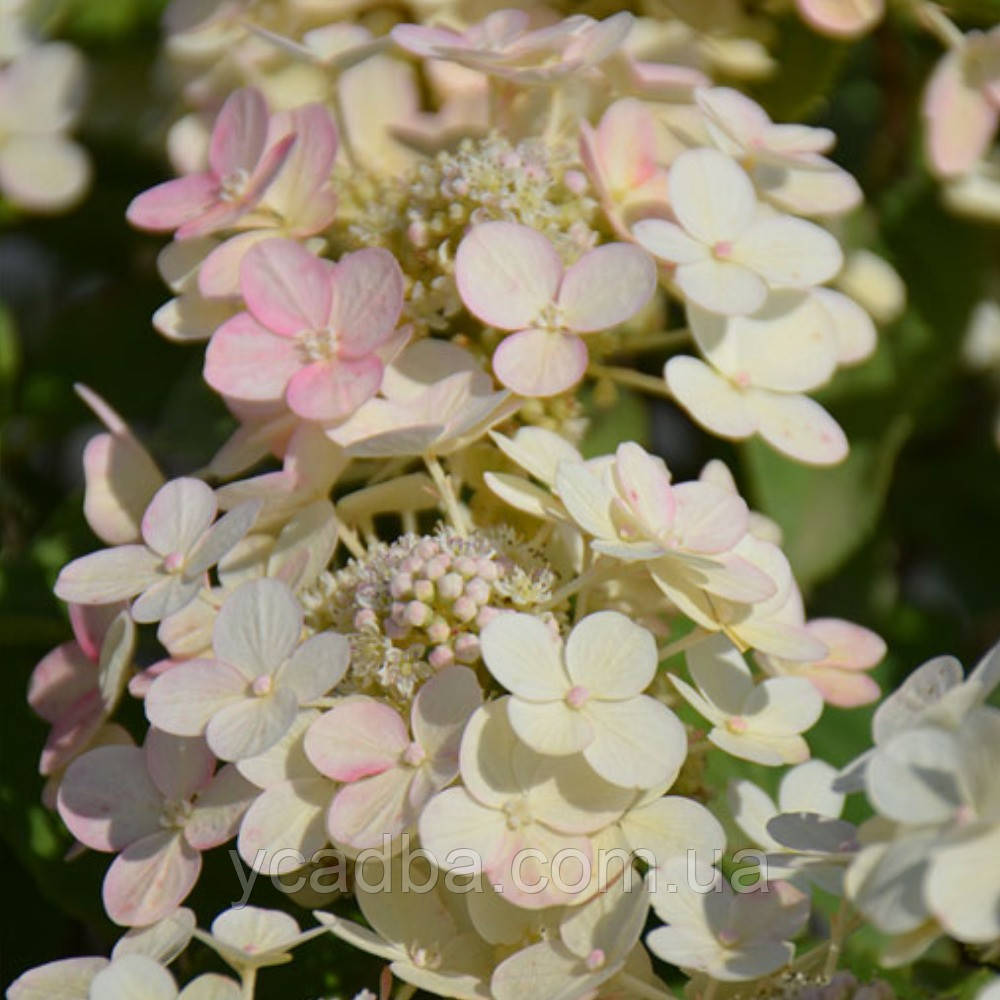 Гортензія волотиста Панфлора (горщик 0,5л), фото 1