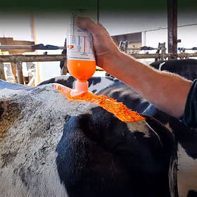 Детектори визначення охоти у корів