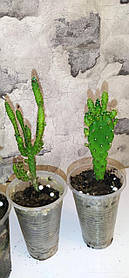 Кактус. опунція кімнатна