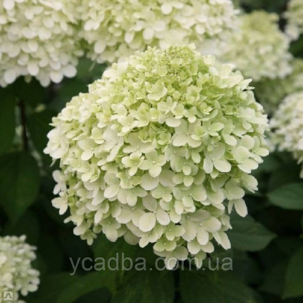 Гортензія волотиста Літл Альф (горщик 0,5л), фото 1