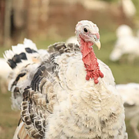 Корм Комбикорм для индюшат "Финиш" от 17 недель, 25 кг Комби