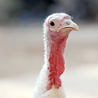 Корм Комбикорм для индюшат "Старт" от 0 до 9 недель, 25 кг Комби