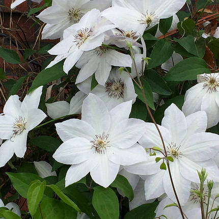 Клематис Фую-но-Табі / С2 / Clematis Fuyu-No-Tabi, фото 3