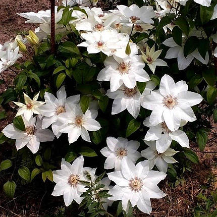 Клематис Фую-но-Табі / С2 / Clematis Fuyu-No-Tabi, фото 2