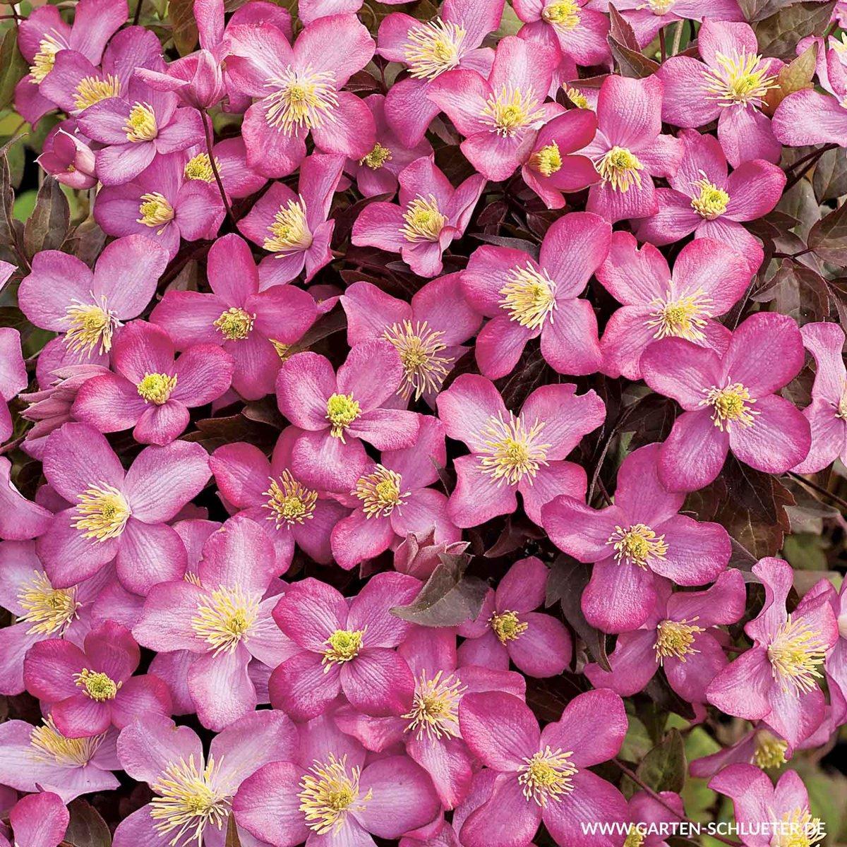 Клематис Фреда / С2 / Clematis Freda
