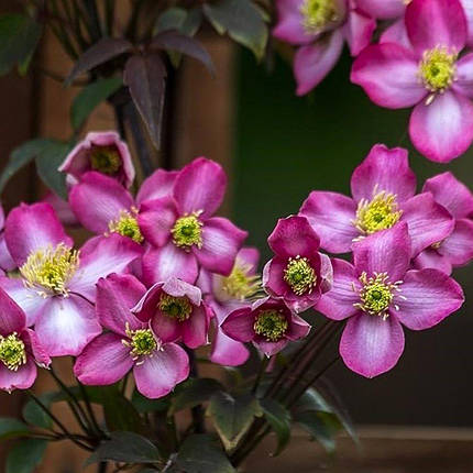 Клематис Фреда / С2 / Clematis Freda, фото 2