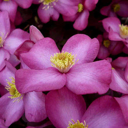 Клематис Фреда / С2 / Clematis Freda, фото 3