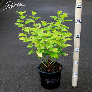 Пухироплідник калинолистий 'Nugget'. Контейнер 3л