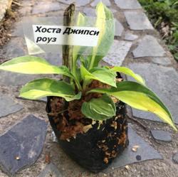 Хоста Джипсі роуз. Саджанці в контейнерах Д12., фото 1