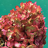 Гортензія метильчаста Petite Cherry(Петіт Черрі)  с 5 4-год, фото 2