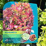 Гортензія метильчаста Petite Cherry(Петіт Черрі)  с 5 4-год, фото 5