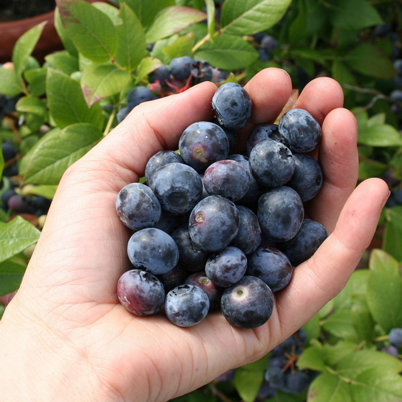 Саджанці Лохини Пелле (Pelle) - середньо-пізня, крупноплідна, солодка (2-річний), фото 1