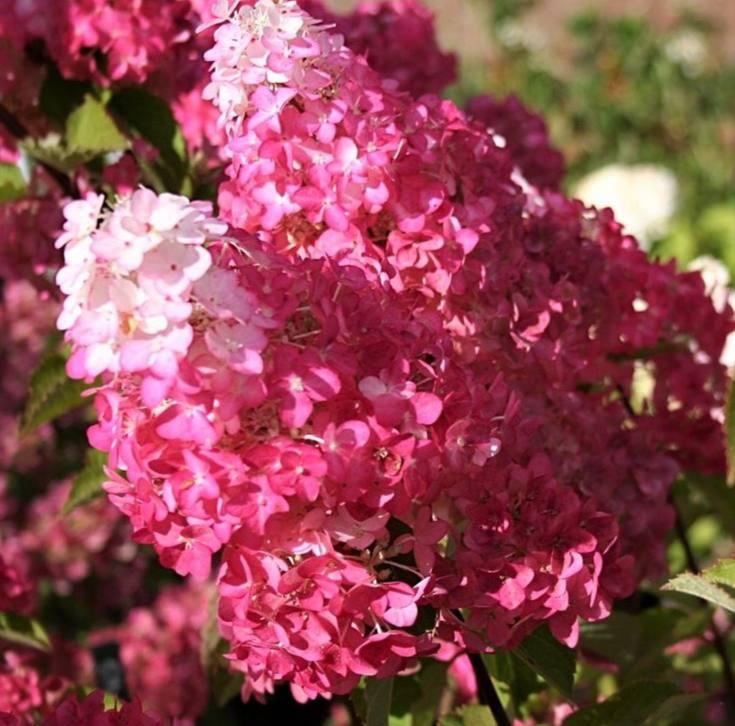 Саджанці Гортензії волотистої (3-х річна) Фрайз Мельба (Hydrangea paniculata Fraise Melba) С3, фото 1