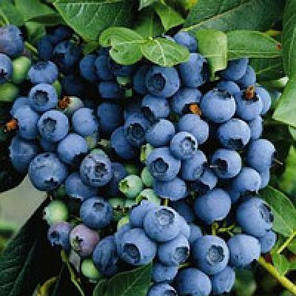 Лохина сорт Ерлі Блю 3 річна, конт. 7.5 л, фото 3