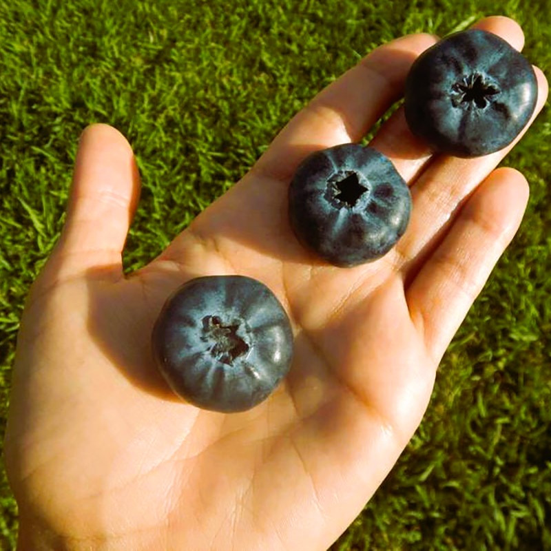 Саджанці Лохини Еврика - середньо-ранній, крупноплідна, врожайна(3 річний), фото 1