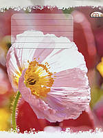 Зошит шкільний 12 аркушів в косу лінію ТМ Бріск ТВ-47