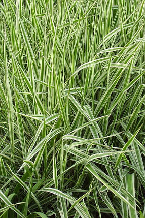 Фаляріс Шовкова трава строката двоколірна в горщику 0.5 л, фото 2