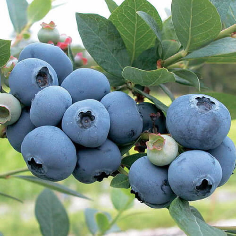 Саджанці лохини Олле (Olle) — середня, урожайна, солодка (2-річний), фото 1