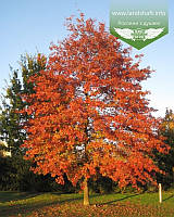 Дуб болотний,WRB - ком/сітка,Обхв.22-24см,H500+см