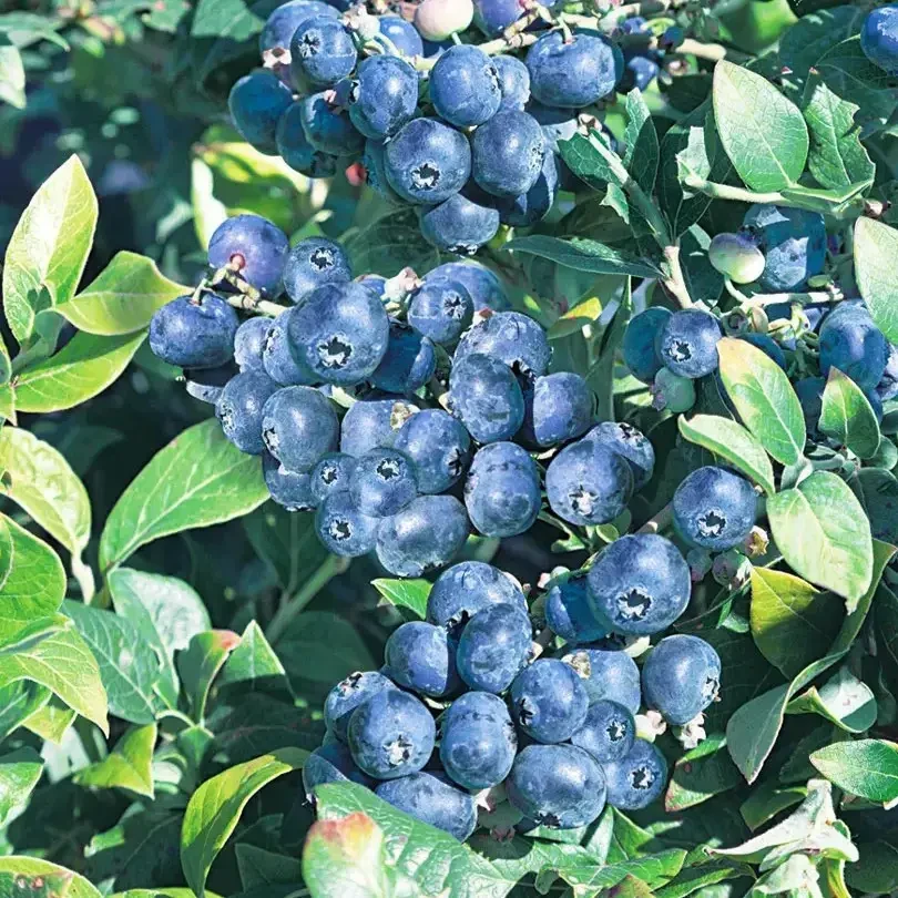 Саджанці Лохини Чіппева (Chippewa) - рання, морозостійка, урожайна(3 річні), фото 1